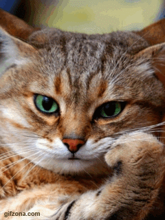 GIFS ANIMAUX PARLANT